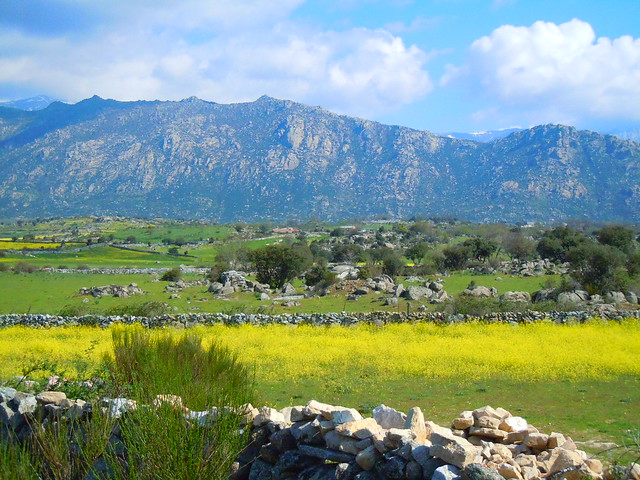 Paisaje primaveral de La Pedriza con campos amarillos de flores, paredes de piedra y montañas graníticas al fondo bajo un cielo parcialmente nublado.