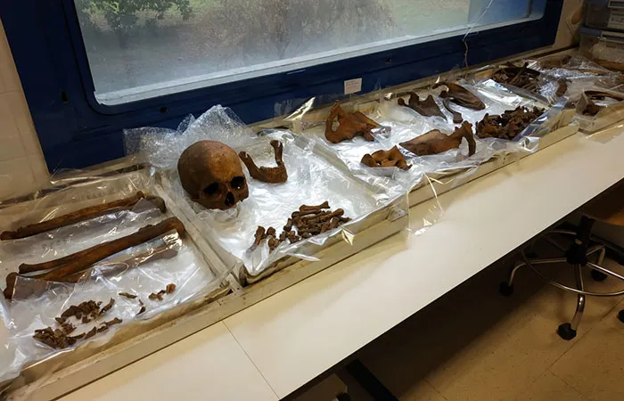 Restos óseos humanos y objetos arqueológicos, incluyendo un cráneo, expuestos en bandejas en un laboratorio, detrás de una ventana.
