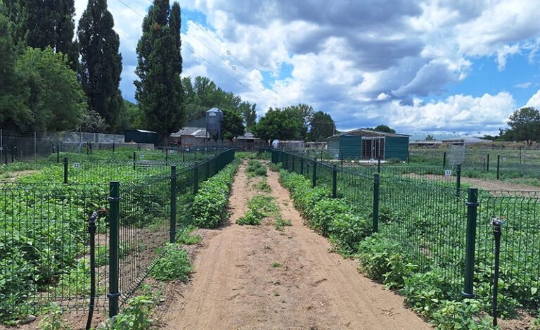 Un sendero de tierra flanqueado por dos hileras de huertos vallados con postes verdes y plantas jóvenes, bajo un cielo nublado con árboles y edificios al fondo.