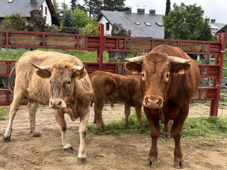 Dos vacas adultas y una ternera en un corral de tierra, con una valla de madera roja y edificios al fondo.
