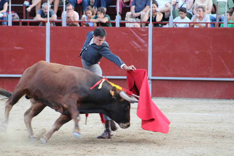 Un torero con capote rojo frente a un toro de lidia en una plaza de toros.