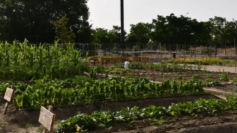 Una persona sentada trabajando en un huerto comunitario con hileras de cultivos verdes, bajo un cielo claro y rodeada de árboles y otras parcelas.
